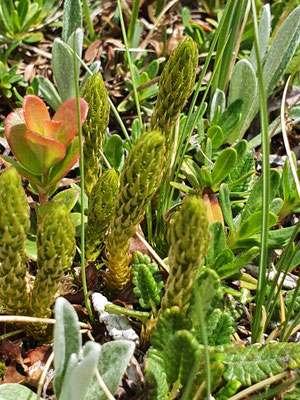 Selaginella selaginoides (Dorniger Moosfarn)