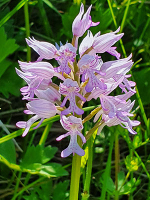 Orchis militaris (Helm-Knabenkraut)