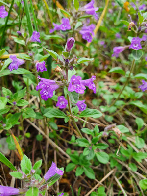 Acinos alpinus (Alpen-Steinquendel)