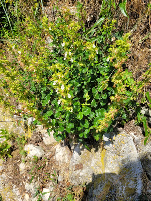 Teucrium flavum (Wohlriechender Gamander)