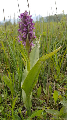 Dactylorhiza incarnata (Fleischfarbene Handwurz)