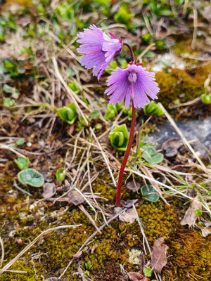 Soldanella alpina (Grosses Alpenglöckchen)