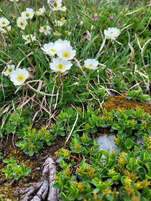 Ranunculus alpestris (Alpen-Hahnenfuss)