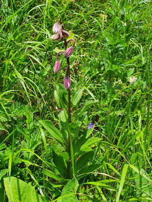 Lilium martagon (Türkenbundlilie)