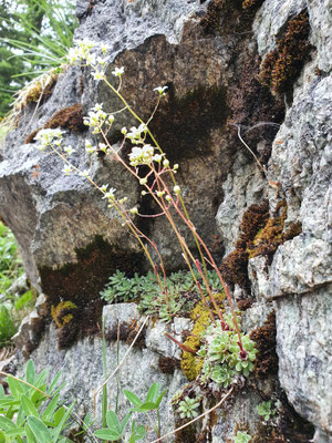 Saxifraga paniculata (Trauben-Steinbrech)