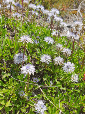 Globularia cordifolia (Herzblättrige Kugelblume)