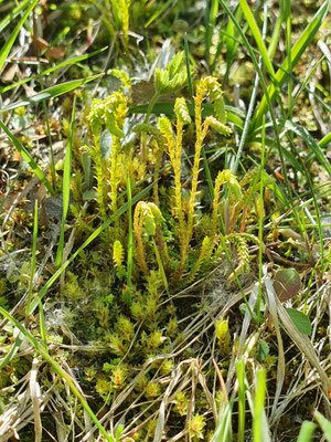 Selaginella helvetica (Schweizer Moosfarn)