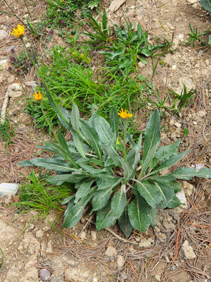 Senecio doronicum (Gämswurz-Greiskraut)