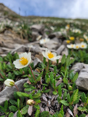 Dryas octapetala (Silberwurz)