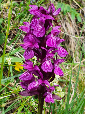 Dactylorhiza majalis (Breitblättrige Fingerwurz)