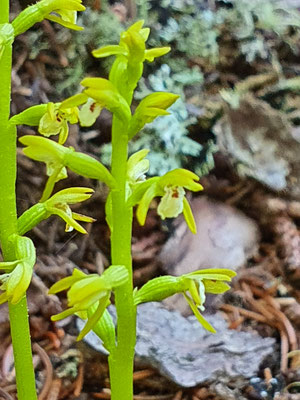 Corallorhiza trifida (Korallenwurz)