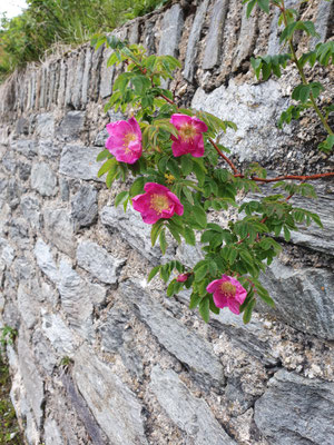 rosa pendulina (Alpen-Hagrose)