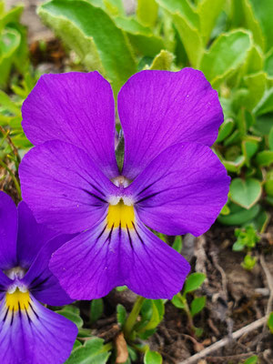 Viola calcarata (Langsporniges Stiefmütterchen)