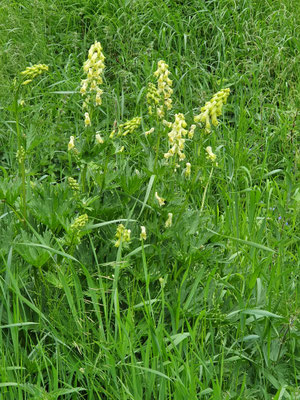 Aconitum lycoctonum (Gelber Eisenhut)