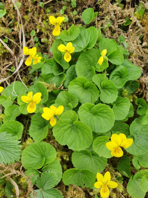 Viola biflora (Zweiblütiges Veilchen oder Gelbes Berg-Veilchen)