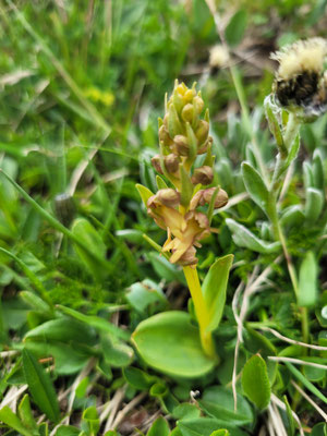 Coeloglossum viride (Grüne Hohlzunge)