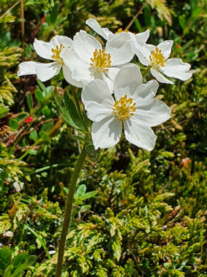 Anemone narcissiflora (Narzissenblütige Anemone)