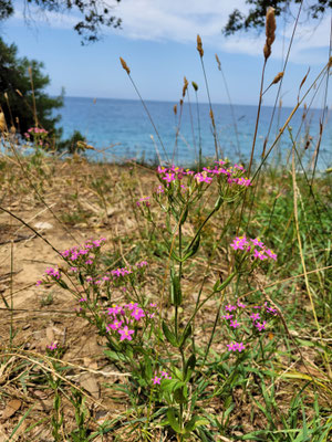 Centaurium erythraea (Tausendgüldenkraut)