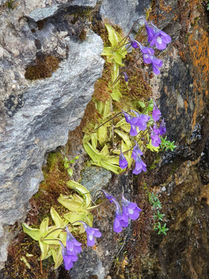 Pinguicula leptoceras (Dünnsporniges Fettblatt)