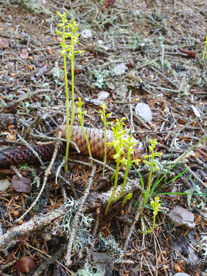 Corallorhiza trifida (Korallenwurz)