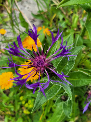 Centaurea montana (Berg-Flockenblume)