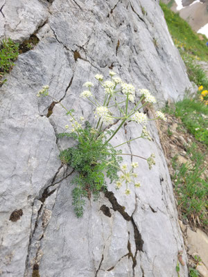 Athamanta cretensis (Augenwurz)