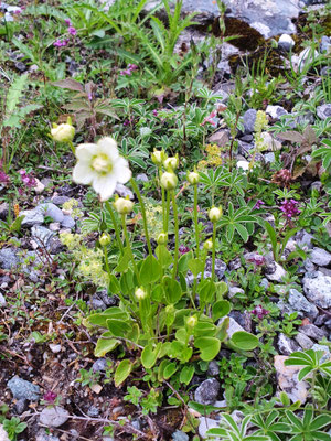 Parnassia palustris (Sumpf-Herzblatt)