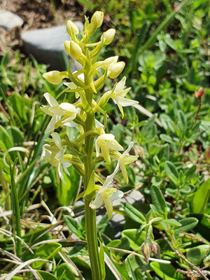 Platanthera bifolia (Weisses Breitkölbchen)