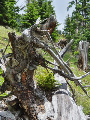 Baum auf Baum