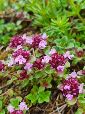 Thymus serphyllum (Thymian)