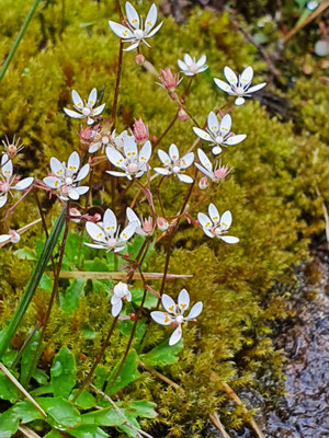 Saxifraga stellaris (Sternblütiger Steinbrech)