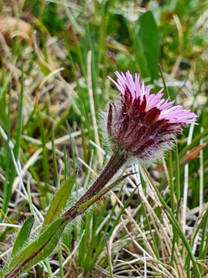 Erigeron uniflorus (Einblütiges Berufkraut)