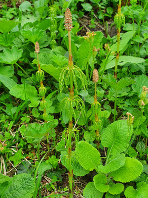 Equisetum sylvatica (Wald-Schachtelhalm)