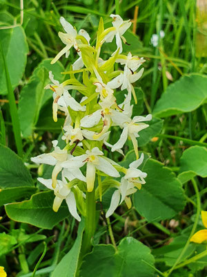 Platanthera bifolia (Weisses Breitkölbchen)