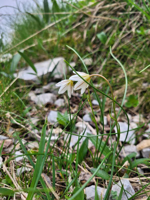 Lloydia serotina (Faltenlilie)