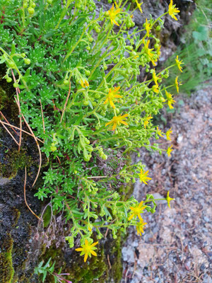 Saxifraga aizoides (Bach-Steinbrech)