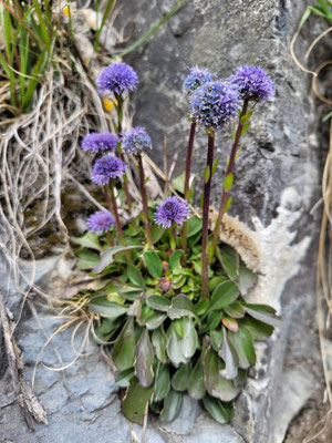 Globularia bisnagarica (Gemeine Kugelblume)