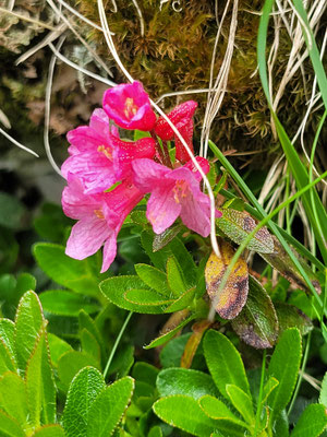 Rhododendron hirsutum (Bewimperte Alpenrose)