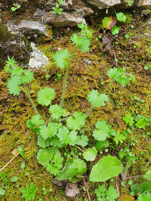 Saxifraga rotundifolia (Rundblättriger Steinbrech)