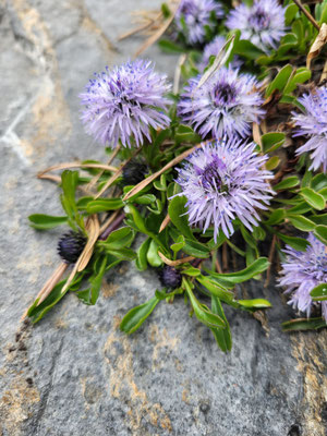 Globularia cordifolia (Herzblättrige Kugelblume)