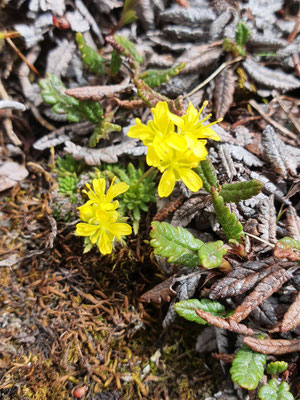 Draba hoppeana (Hoppes Felsenblümchen)