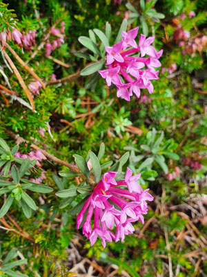 Daphne striata (Gestreifter Sedelbast)