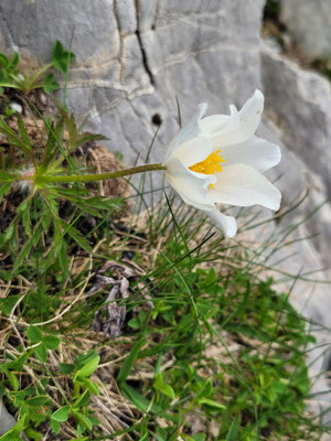 Pulsatilla alpina subsp. alpina (Weisse Alpen-Anemone)