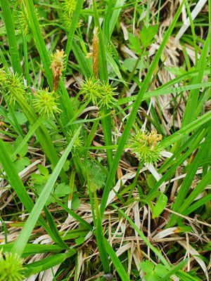 Carex flava (Gelbe Segge)