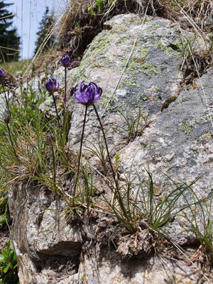 Phyteuma hemisphaericum (Halbkugelige Rapunzel)