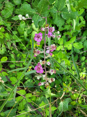 Rubus ulmifolius (Mittelmeer-Brombeere)