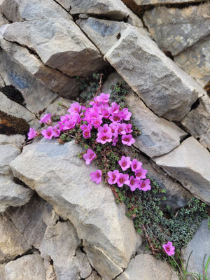 Saxifraga oppositifolia (Gegenblättriger Steinbrech)