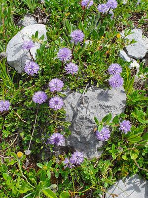 Globularia cordifolia (Herzblättrige Kugelblume)