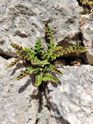 Asplenium ceterach (Schriftfarn)