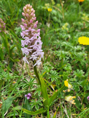 Gymnadenia conopsea (Langspornige Handwurz)